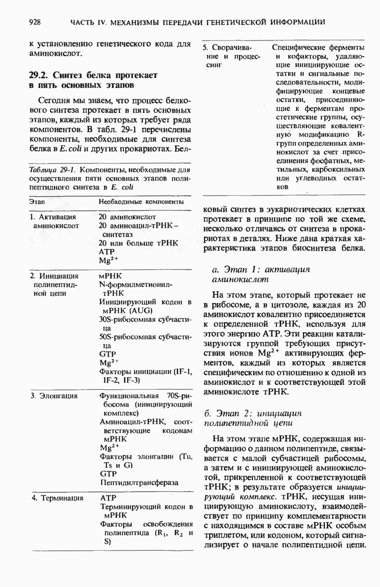 29.2. Синтез белка протекает в пять основных этапов