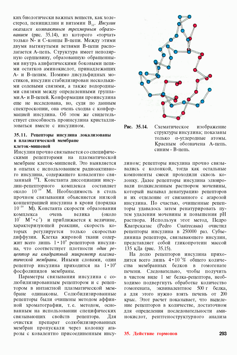 35.11. Рецепторы инсулина локализованы в плазматической мембране  клеток-мишеней