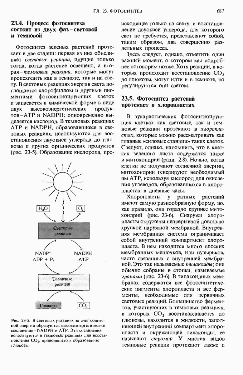 23.4. Процесс фотосинтеза состоит из двух фаз – световой и темновой